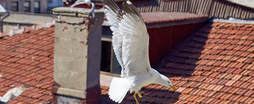 Residential Chimney Animal Removal Solution in Santa Fe, NM